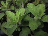 OREGANO (Origanum vulgare) Organic Herb Plant