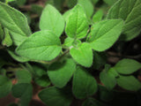 OREGANO (Origanum vulgare) Organic Herb Plant