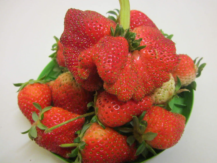 STRAWBERRY ADINA (Fragaria x species) Organic Fruit Plant Runner