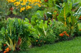Herb & Vegetable plants garden
