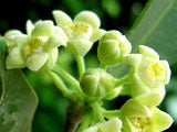 AGARWOOD / ALOEWOOD ( Aquilaria Crassna ) Plant ** SUPER RARE **  Critically  EndangeredSeedling Plant Fruit Tree