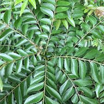 CURRY LEAF TREE ( Murraya koenigii ) Organic Seedling Plant Fruit Tree