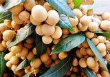 LONGAN ( Dimocarpus Longan  ) Seedling Organic Plant Fruit Tree