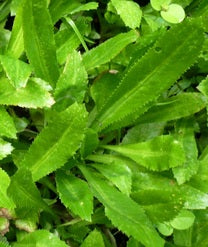 MEXICAN SAWTOOTH CORIANDER ( Eryngium foetidum ) Herb Plant Seedling