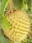 ROLLINIA DELICIOSA or BRAZILIAN CUSTARD APPPLE ( Annona Mucosa ) Organic Seedling Plant Fruit Tree