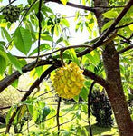 ROLLINIA DELICIOSA or BRAZILIAN CUSTARD APPPLE ( Annona Mucosa ) Organic Seedling Plant Fruit Tree