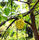 ROLLINIA DELICIOSA or BRAZILIAN CUSTARD APPPLE ( Annona Mucosa ) Organic Seedling Plant Fruit Tree