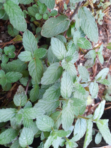 SPEARMINT HERB (Mentha spicata) Organic Plant