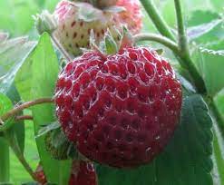 STRASBERRY RARE Strawberry - Fragaria × ananassa 'Mieze Schindler' Organic Fruit Plant Runner