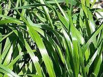 VANILLA GRASS ( Hierochloe odorata ) Grass Runner / Vine Plant