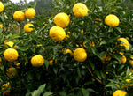 YUZU LEMON JAPANESE CITRUS *** SUPER RARE *** ( Citrus Junos ) Seedling Plant Fruit Tree