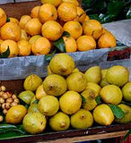 CANISTEL or YELLOW SAPOTE (  Pouteria Campechiana ) Organic Seedling Plant Fruit Tree