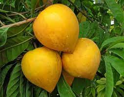 CANISTEL or YELLOW SAPOTE (  Pouteria Campechiana ) Organic Seedling Plant Fruit Tree