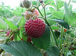 STRASBERRY RARE Strawberry - Fragaria × ananassa 'Mieze Schindler' Organic Fruit Plant Runner