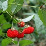 ATHERTON NATIVE RASPBERRY ( Rubus Probus ) Vine Plant / Runner Fruiting