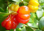 BRAZILIAN CHERRY ( Eugenia uniflora ) Seedling Plant Fruit Tree