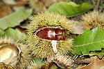 CHESTNUT TREE ( Castanea Sativa ) Nut Tree /  Seedling Plant Fruit Tree