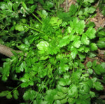 CORIANDER / CILANTRO ( Coriandrum sativum ) Seed