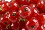 CURRANT RED ( Ribes Rubrum )  Seeds