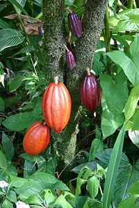 COCOA GENUINE CHOCOLATE TREE ( Theobroma Cacao ) Seedling Plant Fruit Tree