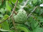 CUSTARD APPLE ( Annona Atemoya ) Seedling Plant Fruit Tree