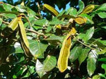 ICE CREAM BEAN (Inga Edulis) Seedling Plant Fruit Tree