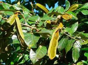 ICE CREAM BEAN (Inga Edulis) Seedling Plant Fruit Tree