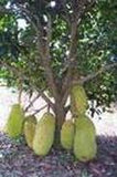 JACKFRUIT (Artocarpus Heterophyllus) Seedling Plant Fruit Tree