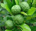 KAFFIR LIME CITRUS  ( Citrus Hystrix ) Seed