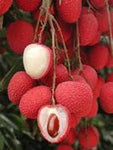 LYCHEE ( Litchi Chinensis ) Seedling Plant Fruit Tree