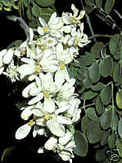 MIRACLE TREE ( Moringa Oleifera ) Seed