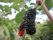 MULBERRY LARGE BLACK ( Morus Nigra ) Plant Fruit Tree