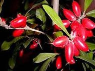 MIRACLE FRUIT BERRY (Synsepalum dulcificum ) Seedling Plant Fruit Tree