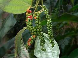 PEPPERCORN VINE ( Piper Nigrum ) Vine Plant / Runner Fruiting