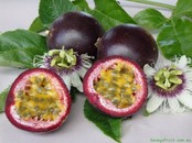 PASSIONFRUIT - Purple ( Pasiflora Edulis ) Seed
