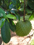 SOURSOP / GUANABANA ( Annona Muricata ) Seeds