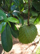 SOURSOP / GUANABANA ( Annona Muricata ) Seedling Plant Fruit Tree