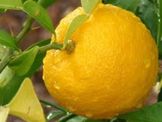 YUZU JAPANESE CITRUS LEMON *** RARE *** ( Citrus Junos ) Seed