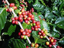 COFFEE BEAN ARABICA ( Coffee Arabica ) Seedling Plant Fruit Tree